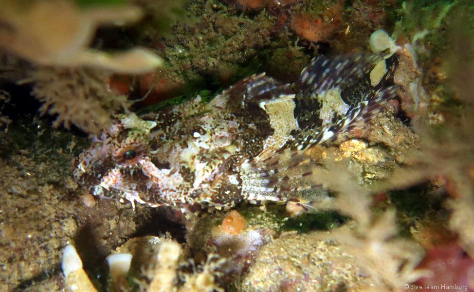 scorpionfish2